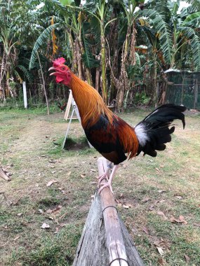 Gamefowl Kargalar Tarafı Görünümü