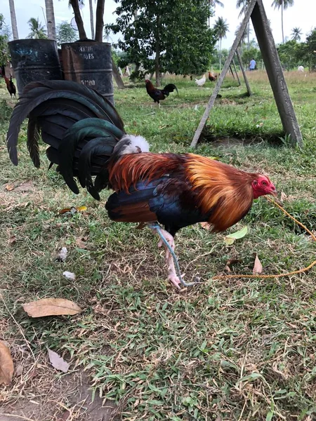 Modern Game Fowl Rooster Side View — Stockfoto