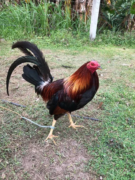 Coq Gamecock Vue latérale — Photo