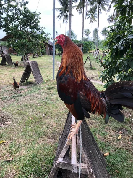 Gamecock Crowing Side View — Stockfoto
