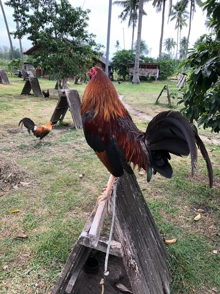 Game Fowl Rooster Perching — Stok Foto