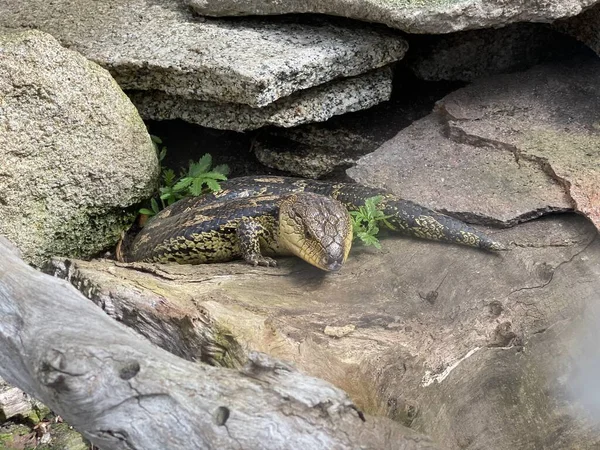 Photo of a blotched blue-tongued lizard, southern blue-tongued lizard or blotched blue-tongued skink, a blue-tongued skink endemic to south-eastern Australia, hiding under a rock.