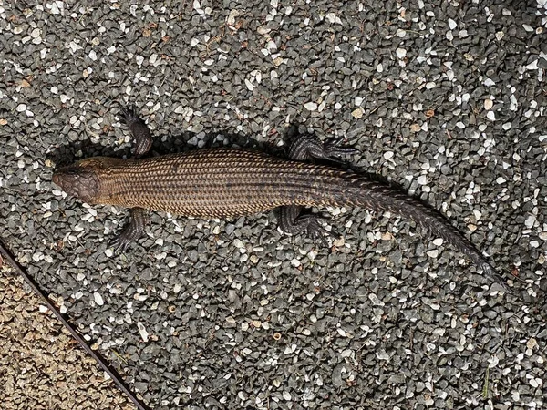 Foto Chinoca Cauda Espinhosa Cunningham Skink Cunningham Egernia Cunninghami Uma — Fotografia de Stock