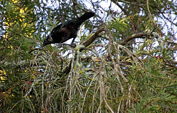 Bild Tui Eller Prosthemadera Novaeseelandiae Endemisk Passerin Fågel Nya Zeeland — Stockfoto