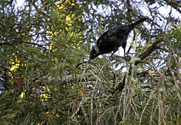 Bild Tui Eller Prosthemadera Novaeseelandiae Endemisk Passerin Fågel Nya Zeeland — Stockfoto