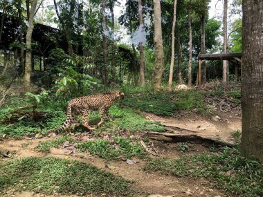 Afrika 'ya ve İran' ın merkezine özgü büyük bir kedi olan bir çitanın fotoğrafı. Ormanda yürüyen en hızlı kara hayvanı.. 