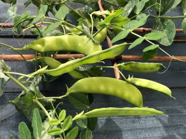 Şehir bahçesinde yetişen bezelyelerin resmi..