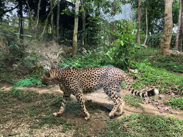 Afrika Ran Merkezine Özgü Büyük Bir Kedi Olan Bir Çitanın — Stok fotoğraf