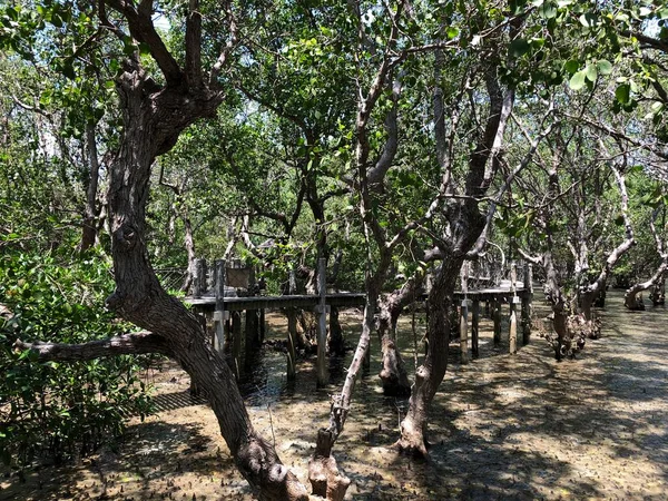 Foto Manglares Son Grupo Árboles Arbustos Que Viven Zona Intermareal — Foto de Stock