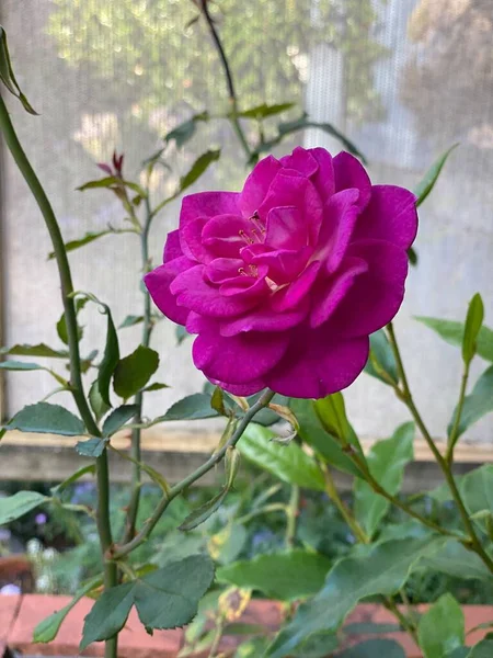 Zdjęcie Klasycznej Róży Pachnącymi Purpurowymi Kwiatami Piękną Formą Krzewie Zdrowym — Zdjęcie stockowe
