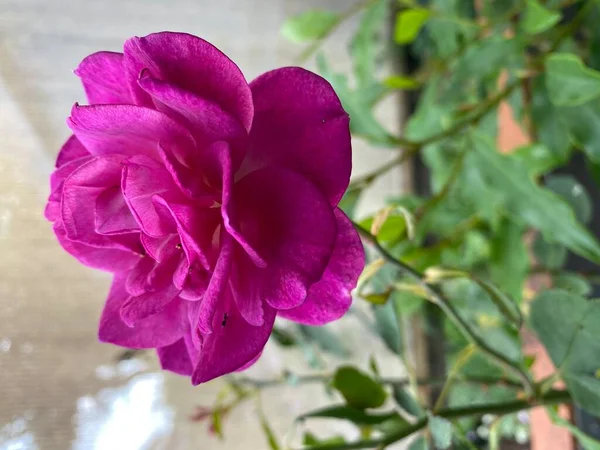 Foto Uma Rosa Clássica Com Flores Roxas Perfumadas Com Forma — Fotografia de Stock