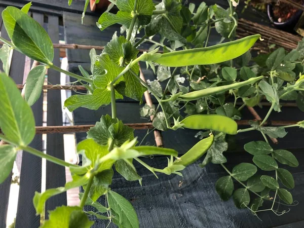 Foto Guisantes Nieve Que Las Vainas Planas Crecen Jardín Urbano — Foto de Stock