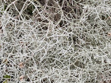 Calocephalus brownii 'nin fotoğrafı. Ayrıca Yastık Bush, Hayalet Bush, İskelet Bush olarak da bilinir.. 