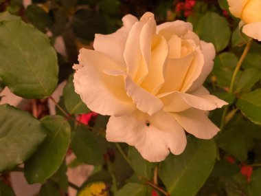 Iceberg Floribunda Rose veya Rosa Korbin 'in fotoğrafı, bir şehir bahçesinde yetişen beyaz, bal kokulu çiçek kümeleriyle dolu bir manzara gülü.. 