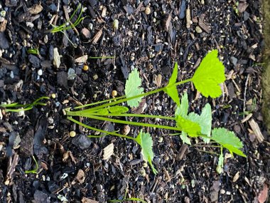 Kişniş otu filizinin fotoğrafı, Çin maydanozu olarak da bilinen yıllık bir bitki, ve Amerika Birleşik Devletleri 'nde saplara ve yapraklara genellikle kişniş denir, kentsel bir ev bahçesinde yetişen. 