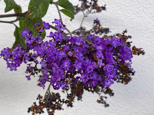 Kuva Heliotropium Kirsikkapiirakka Kukka Yhteinen Heliotrope Garden Heliotrope Royal Marine — kuvapankkivalokuva