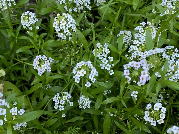 Kuva Sweet Alyssum Tai Lobularia Kasvi Hunaja Tuoksuva Matala Kasvava — kuvapankkivalokuva