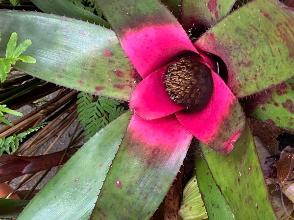 Φωτογραφία Ενός Τίγρη Της Neoregelia Skotak Επισήμως Γνωστού Τίγρης Του — Φωτογραφία Αρχείου