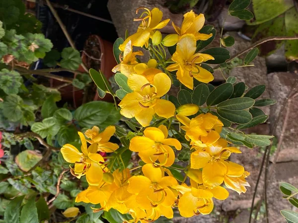 Foto Una Cassia John Ball Cassia Corymbosa Con Grandes Racimos — Foto de Stock