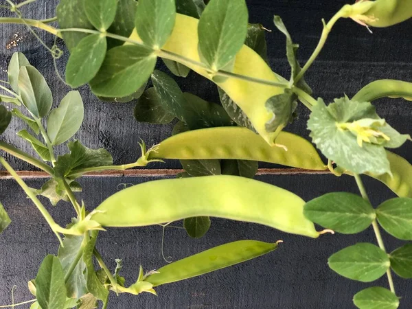 Photo of Snow peas that flat pods growing in an urban home garden.