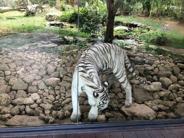 Foto Vit Tiger Bengalisk Tiger Född Med Genetisk Defekt Som — Stockfoto