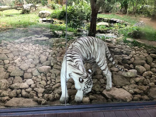 Beyaz Bir Kaplanın Fotoğrafı Bengal Kaplanı Portakal Pigmentasyonunu Engelleyen Genetik — Stok fotoğraf