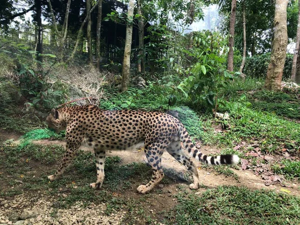 Afrika Ran Merkezine Özgü Büyük Bir Kedi Olan Bir Çitanın — Stok fotoğraf