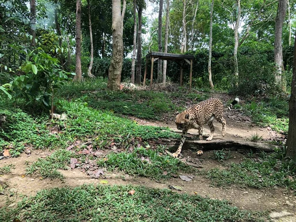 Afrika Ran Merkezine Özgü Büyük Bir Kedi Olan Bir Çitanın — Stok fotoğraf