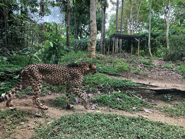 Afrika Ran Merkezine Özgü Büyük Bir Kedi Olan Bir Çitanın — Stok fotoğraf