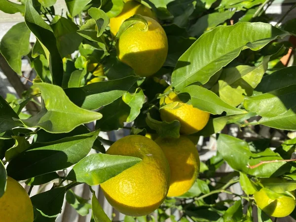 グレープフルーツの写真 亜熱帯柑橘類の木は 比較的大きなサワーから半甘い やや苦い果物で知られています — ストック写真