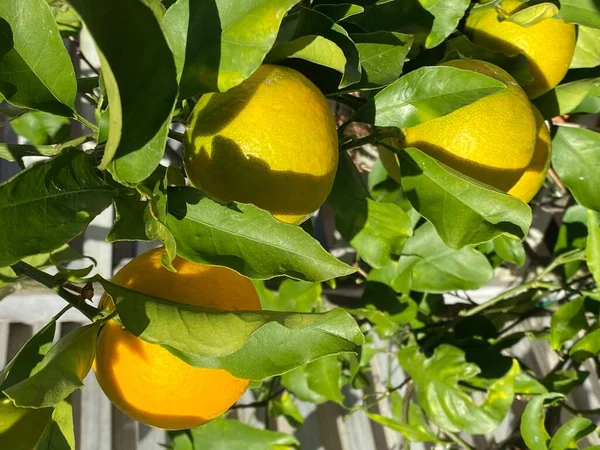グレープフルーツの写真 亜熱帯柑橘類の木は 比較的大きなサワーから半甘い やや苦い果物で知られています — ストック写真