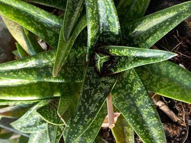 Aloe Galaksisi 'nin fotoğrafı. Keskin yapraklı sulu sulu bir bitki. Şehir bahçesinde yetişiyor.. 