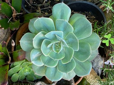 Echeveria zambağı ya da hayalet Echeveria 'nın fotoğrafı, bir şehir bahçesinde yetişen sulu bir bitki.. 