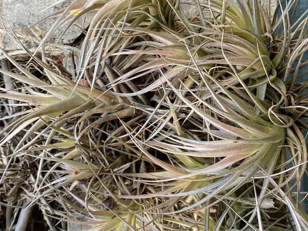 Fénykép Légi Növények Más Néven Tillandsia Egzotikus Növények Őshonos Trópusokon — Stock Fotó