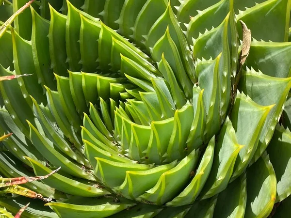 Φωτογραφία Μιας Aloe Polyphylla Spiral Aloe Ένα Συμπαγές Αειθαλές Χυμώδες — Φωτογραφία Αρχείου
