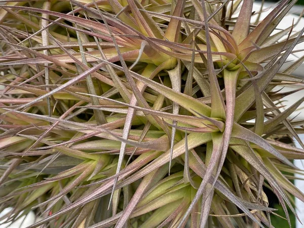 Fénykép Légi Növények Más Néven Tillandsia Egzotikus Növények Őshonos Trópusokon — Stock Fotó