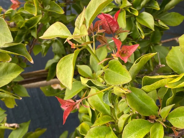 Foto Una Planta Buganvilla Bambino Creciendo Jardín Urbano — Foto de Stock