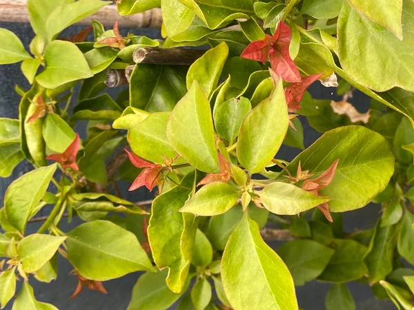 Foto Bougainvillea Bambino Växt Växer Urban Hem Trädgård — Stockfoto