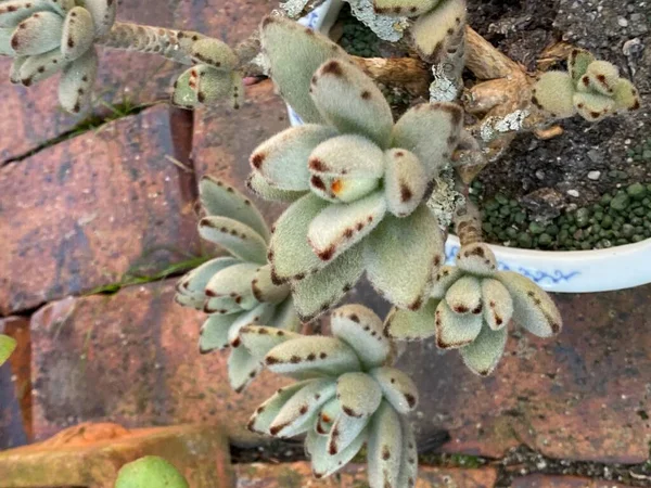 Фото Kalanchoe Tomentosa Panda Plant Pussy Ears Мадагаскарского Подкуста Растущего — стоковое фото