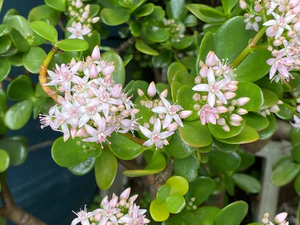 Photo of a Crassula ovata, jade plant, lucky plant, money plant or money tree, a succulent plant with small pink or white flowers, growing in an urban home garden.