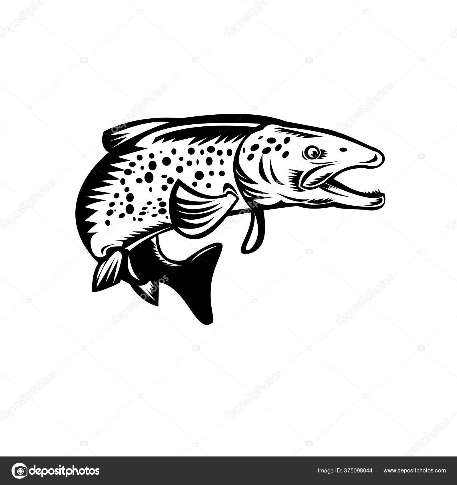 Speckled マスストックベクター ロイヤリティフリーspeckled マスイラスト Depositphotos Speckled マスストックベクター ロイヤリティフリーspeckled マスイラスト Depositphotos