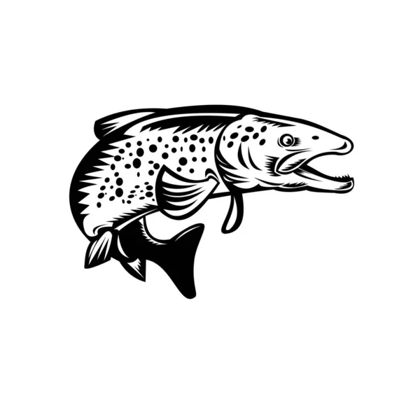 Retro Träsnitt Stil Illustration Spotted Eller Spräcklig Öring Fisk Hoppning — Stock vektor