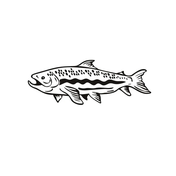 Retro Houtsnede Illustratie Van Een Gevlekte Forel Vissen Bekeken Vanaf — Stockvector