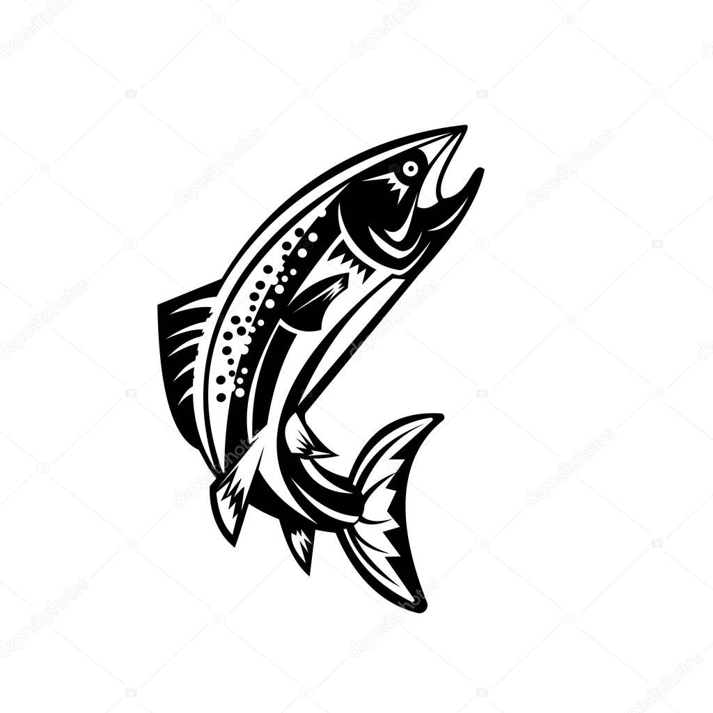 Retro woodcut style illustration of a Spotted Trout Fish Jumping on isolated background done in black and white.