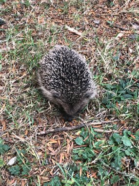 Avrupa kirpisinin (Erinaceus europaeus) fotoğrafı, ayrıca Batı Avrupa kirpisi veya yaygın kirpi olarak da bilinir.. 