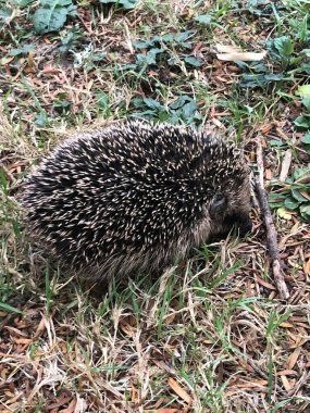 Avrupa kirpisinin (Erinaceus europaeus) fotoğrafı, ayrıca Batı Avrupa kirpisi veya yaygın kirpi olarak da bilinir.. 