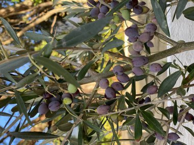 Bitkinin meyvesinin fotoğrafı, Olea Frantoio, iyi aromalı küçük oval meyve üreten bir İtalyan zeytini..
