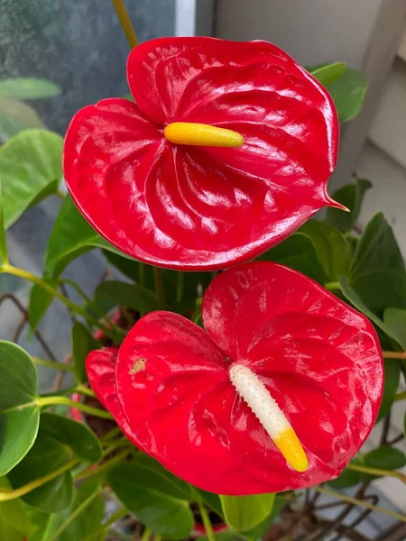 Photo Plant Anthurium Tailflower Flamingo Flower Laceleaf Growing Urban Garden — Stock Photo, Image