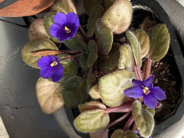 Foto Flor Africana Violeta Saintpaulia Género Plantas Perteneciente Familia Gesneriad — Foto de Stock