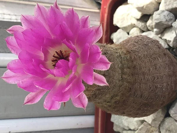 Photo Cactus Pot Blooming Fuchsia Pink Flower — Stock Photo, Image
